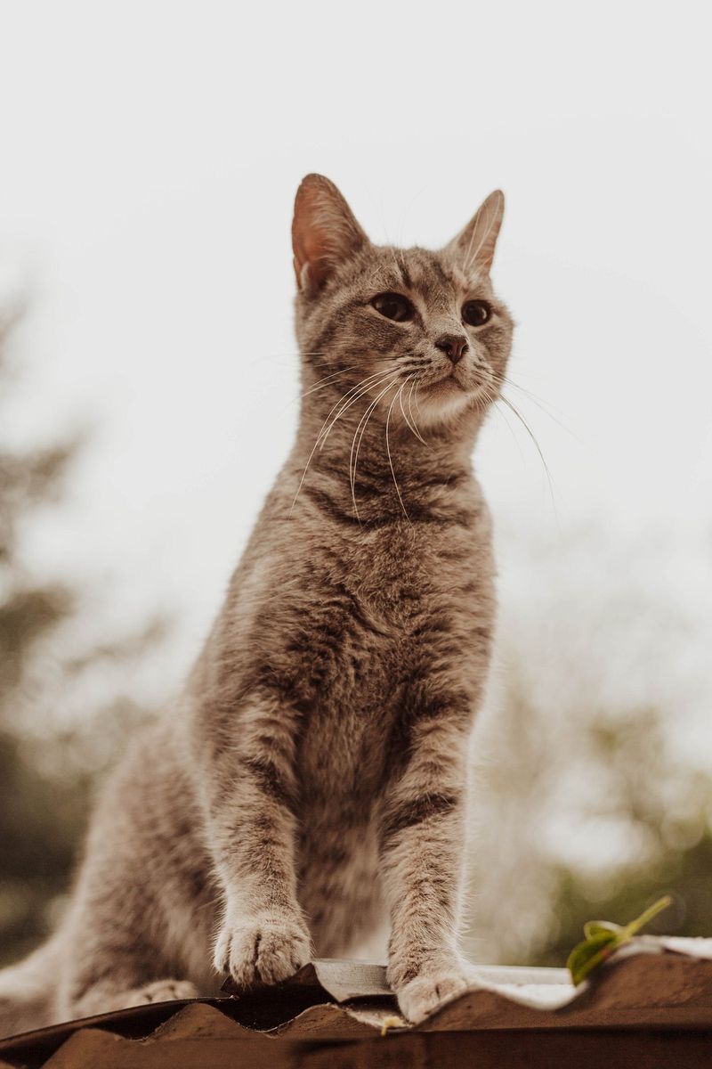 Cats Sensing Earthquakes