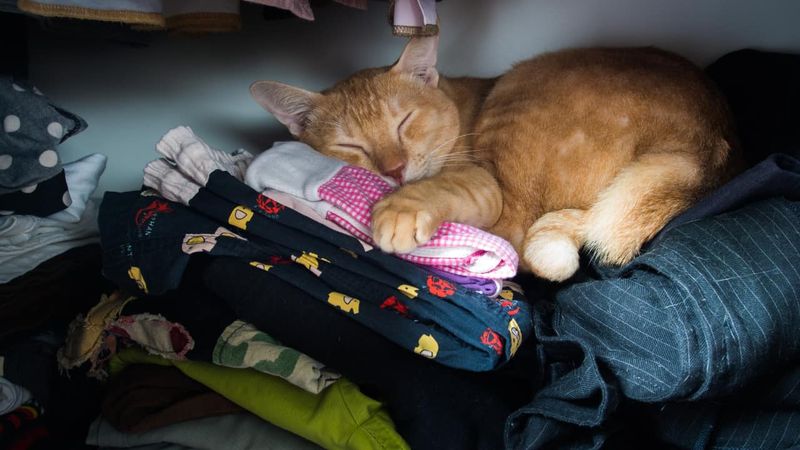 Cats Sleeping on Your Clothes