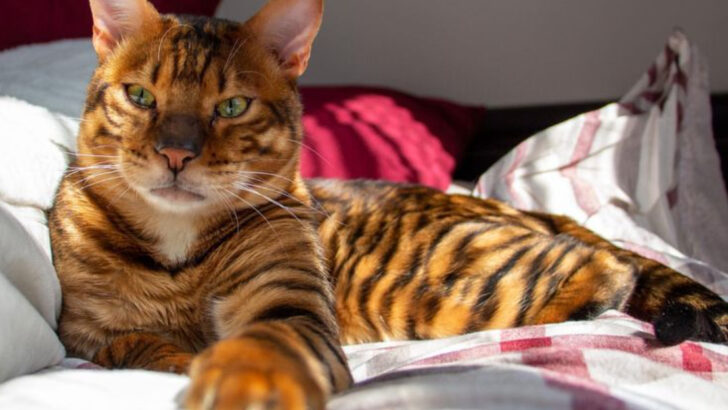 21 Cats That Are So Wild, They Could Pass as Mini Tigers