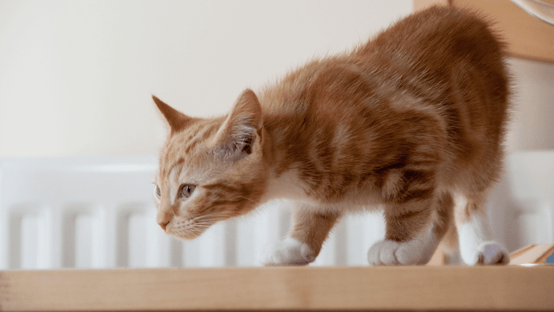 Cats Use Their Ears to Communicate