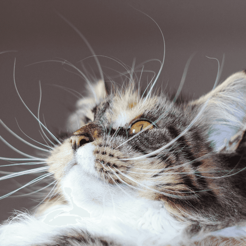 Cats Use Whiskers for Navigation