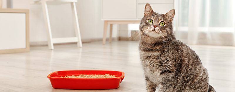 Cats and Litter Box Avoidance