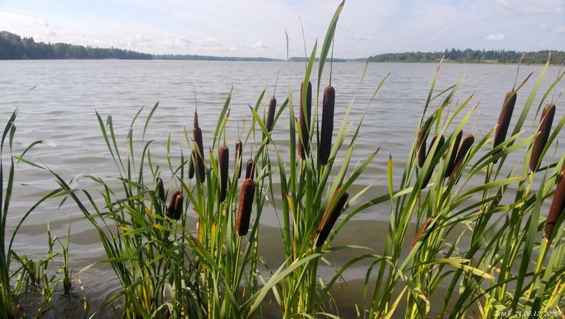 Cattails