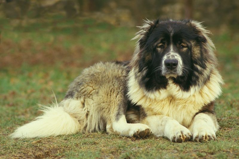 Caucasian Shepherd Dog