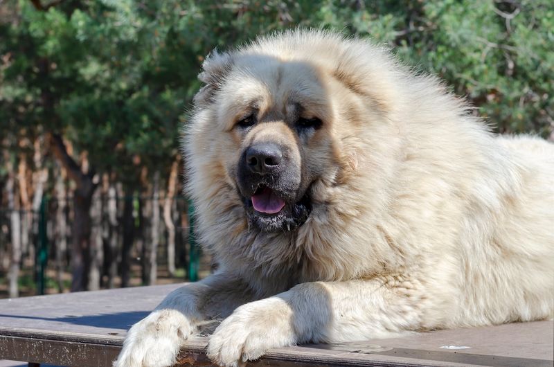 Caucasian Shepherd Dog