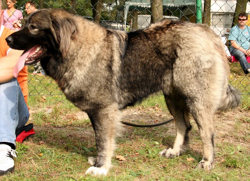 Caucasian Shepherd