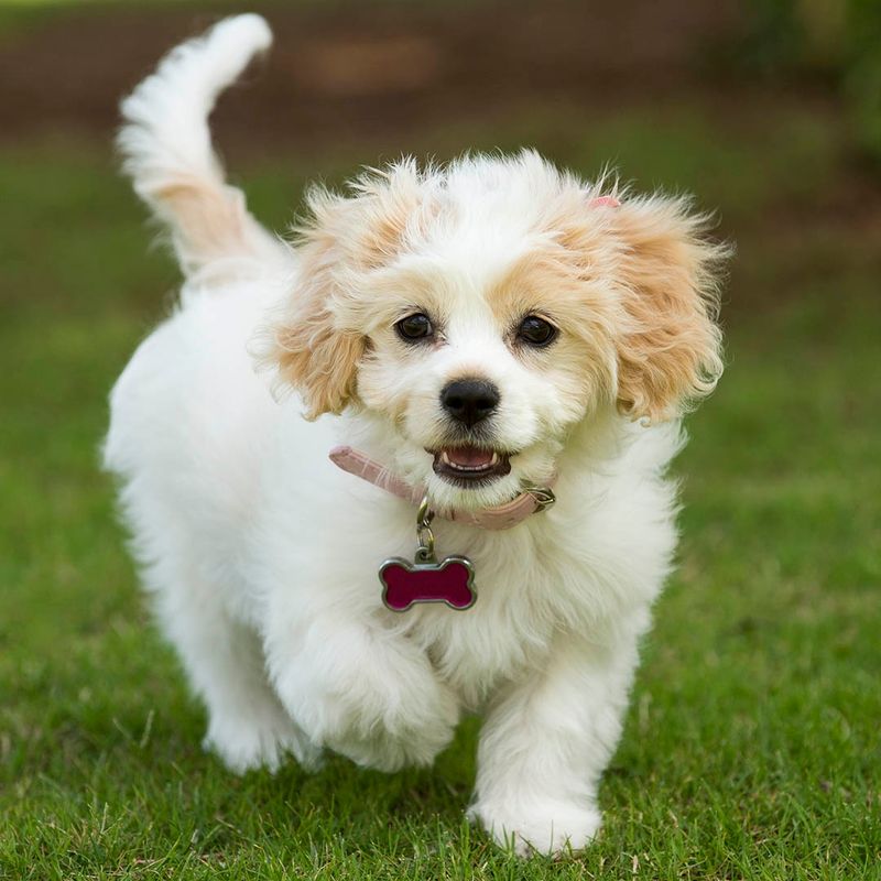 Cavachon