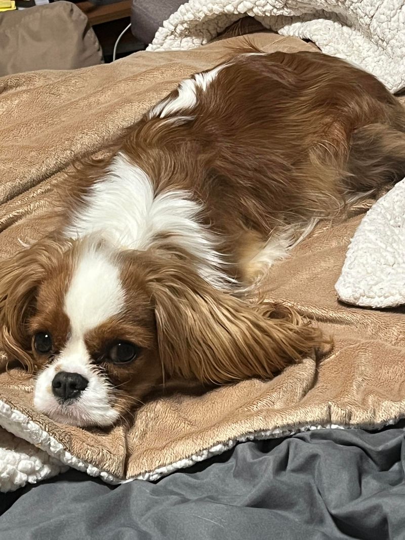 Cavalier King Charles Spaniel