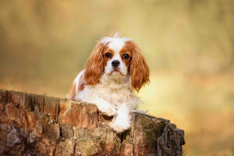 Cavalier King Charles Spaniel