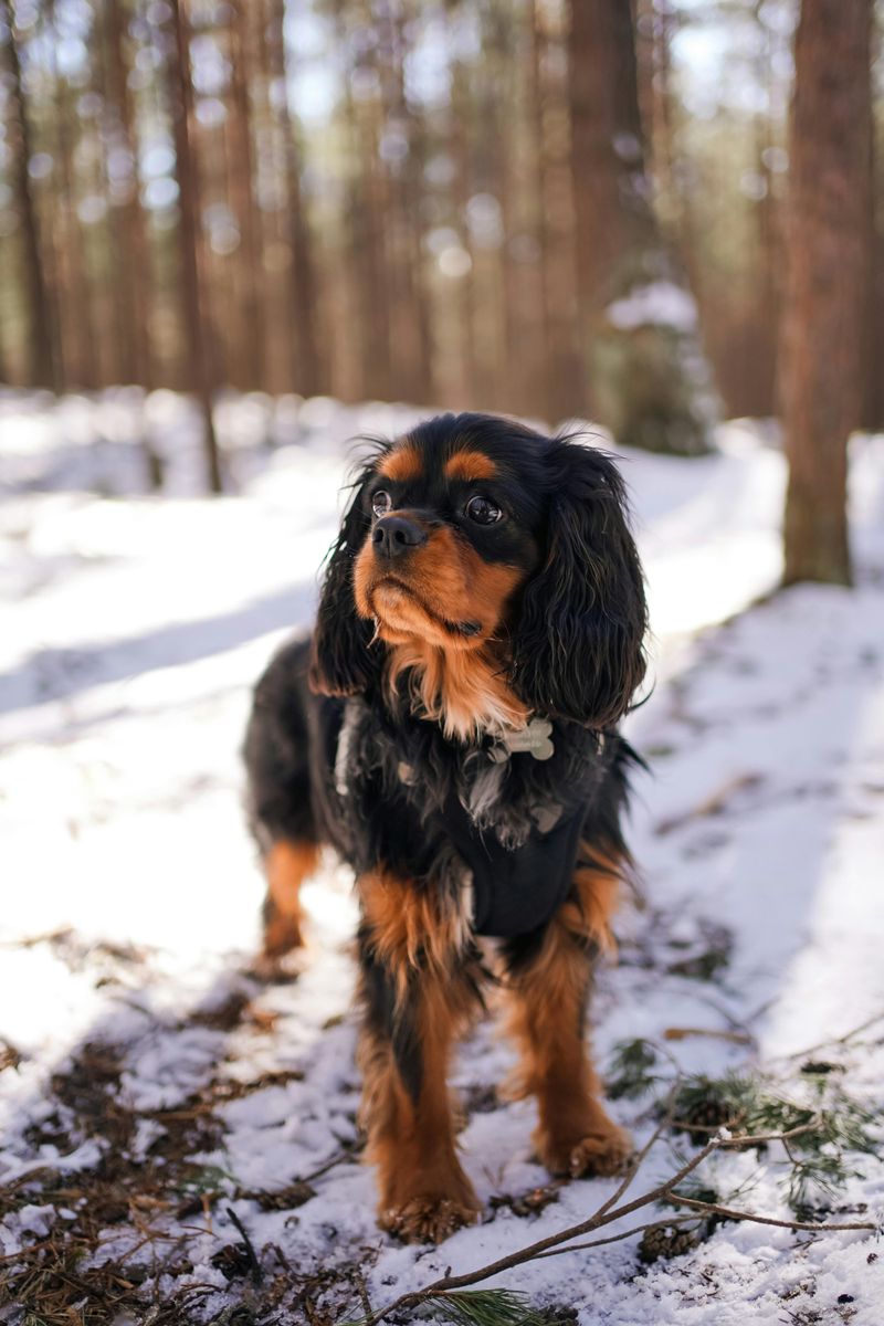 Cavalier King Charles Spaniel