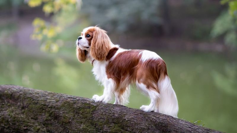 Cavalier King Charles Spaniel