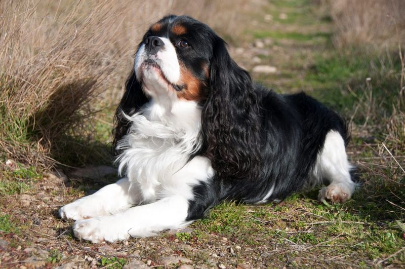 Cavalier King Charles Spaniel