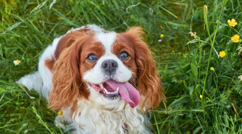Cavalier King Charles Spaniel