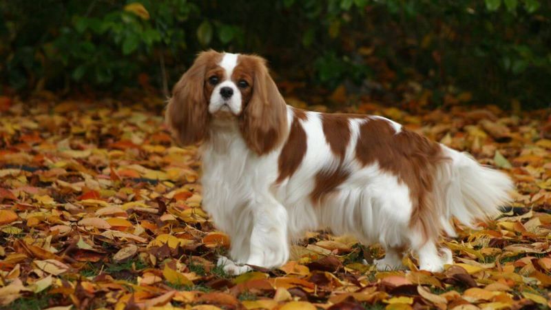 Cavalier King Charles Spaniel