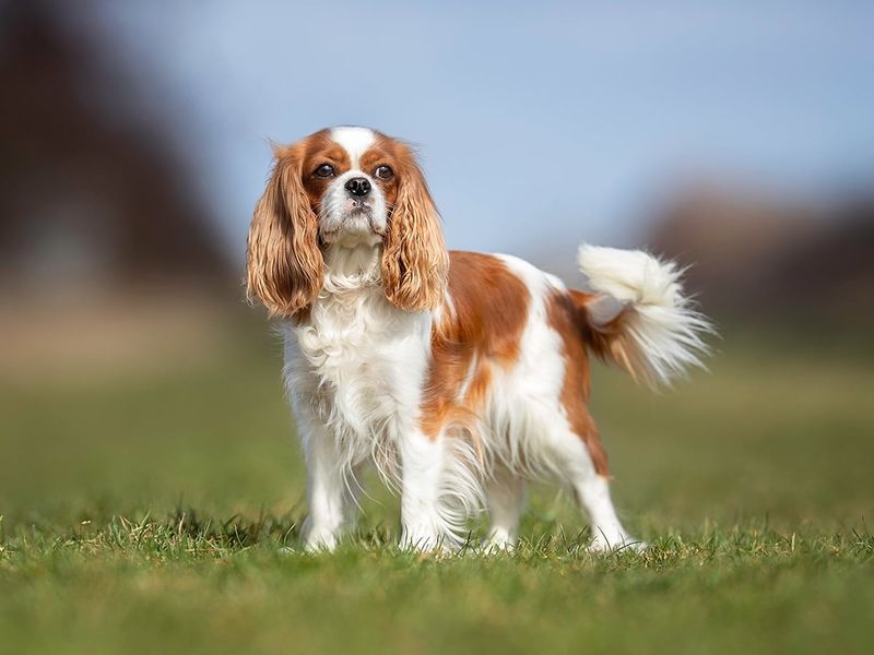 Cavalier King Charles Spaniel