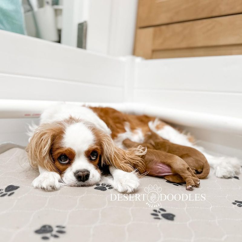 Cavalier King Charles Spaniel