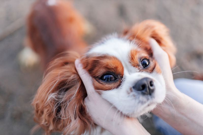 Cavalier King Charles Spaniel