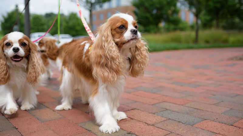 Cavalier King Charles Spaniel