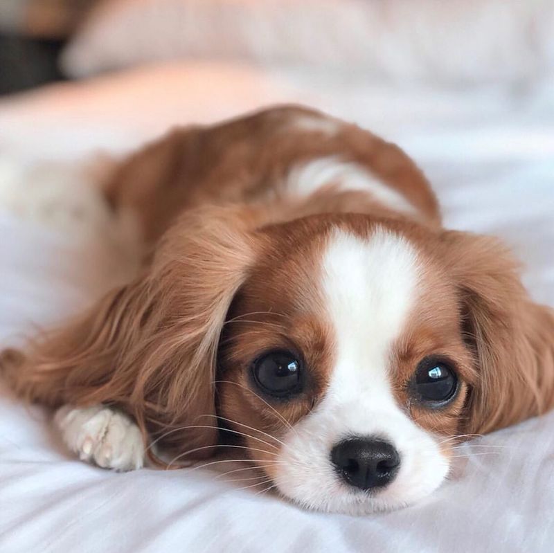 Cavalier King Charles Spaniel