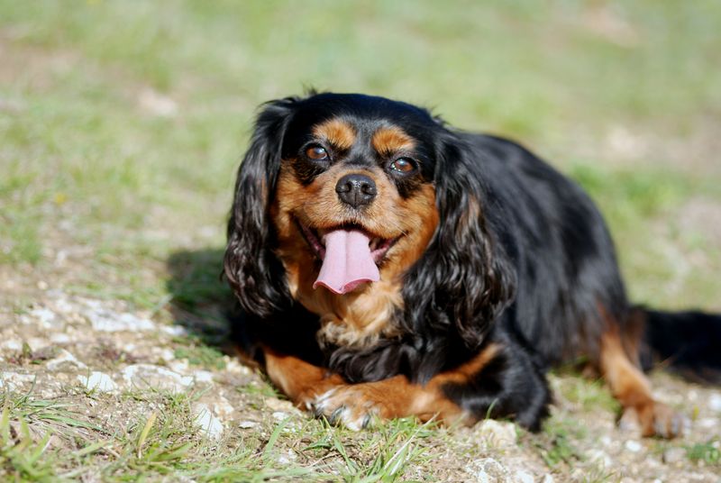 Cavalier King Charles Spaniel