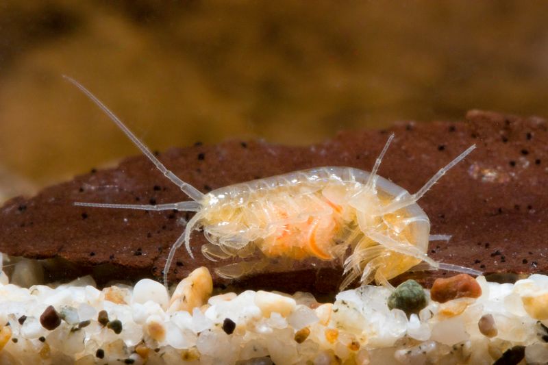 Cave Amphipod