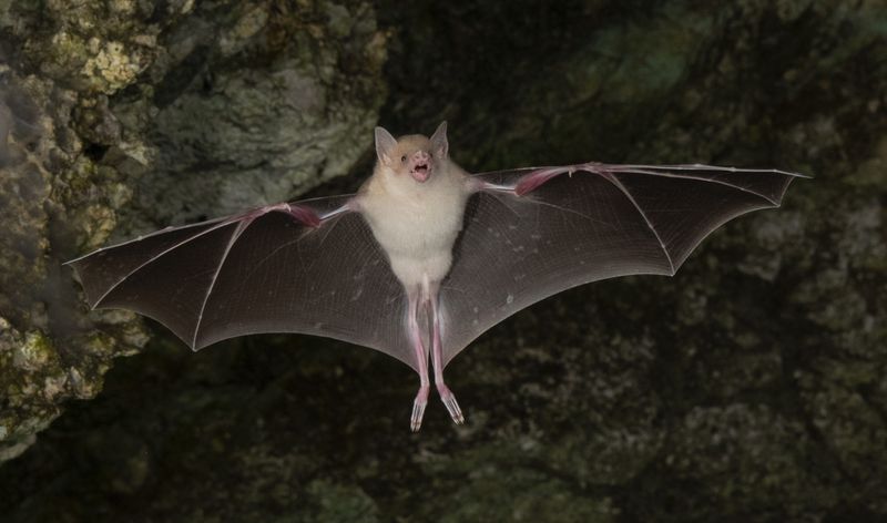 Cave Bat