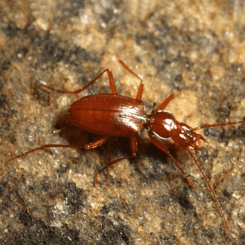 Cave Beetle