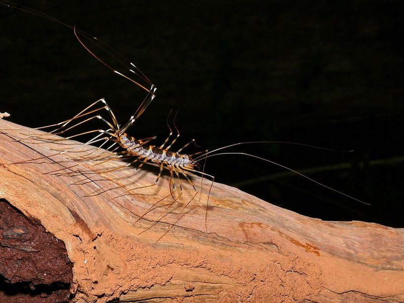 Cave Centipede