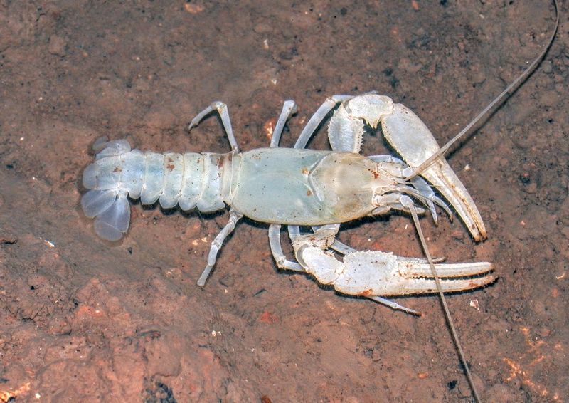 Cave Crayfish