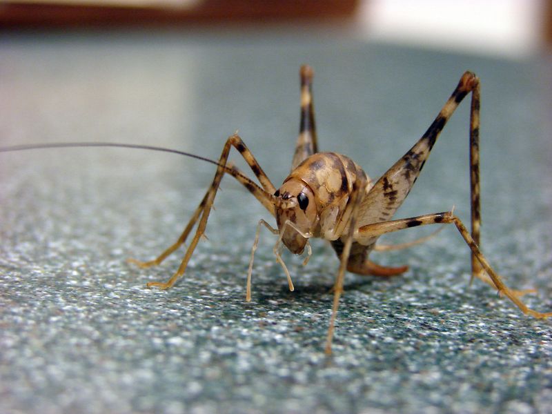 Cave Cricket