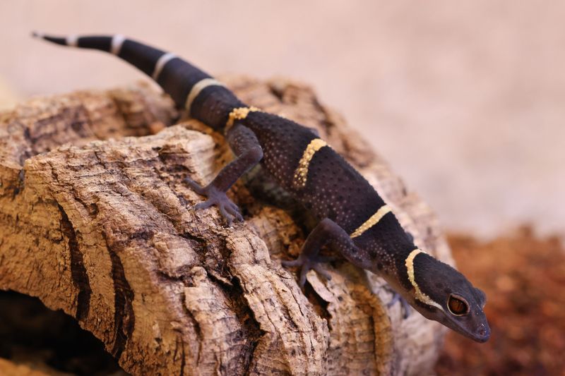 Cave Gecko