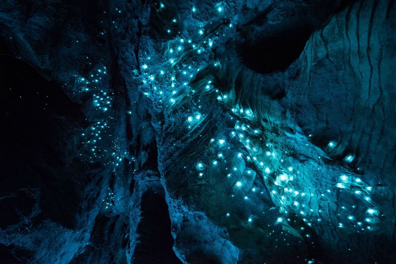 Cave Glowworm