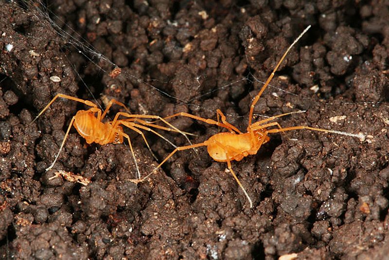 Cave Harvestman