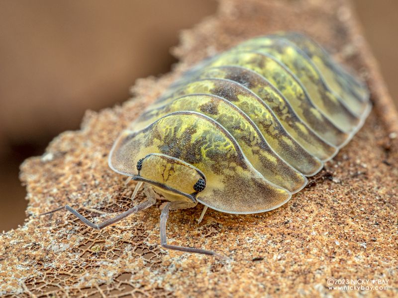 Cave Isopod