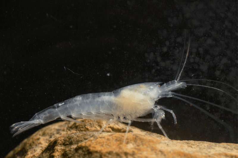 Cave Shrimp