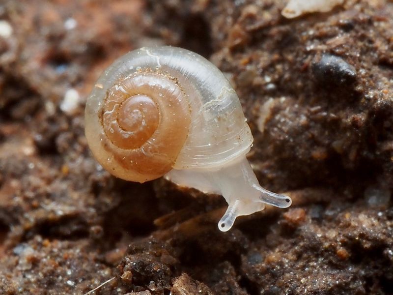 Cave Snail