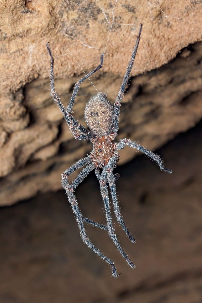 Cave Spider