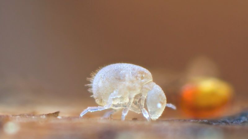 Cave Springtail