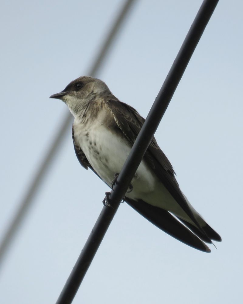 Cave Swiftlet