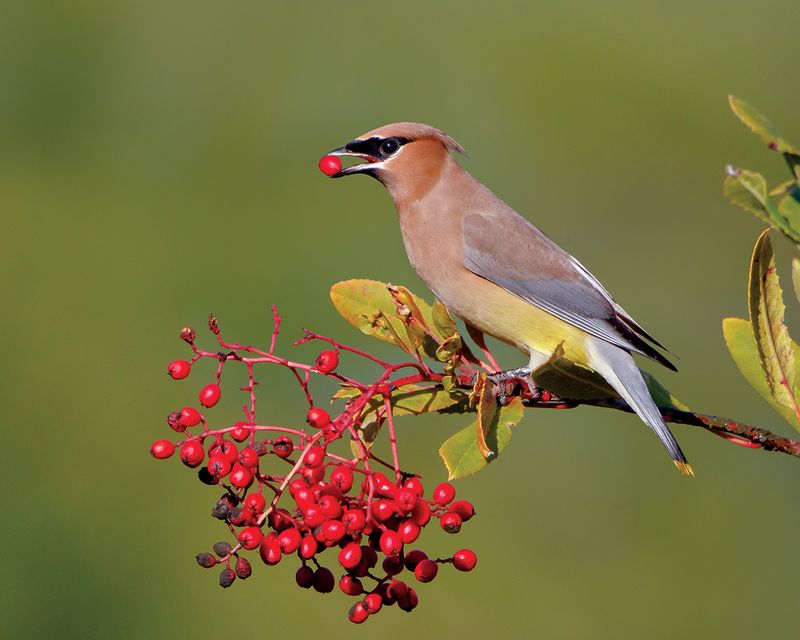 Cedar Waxwing