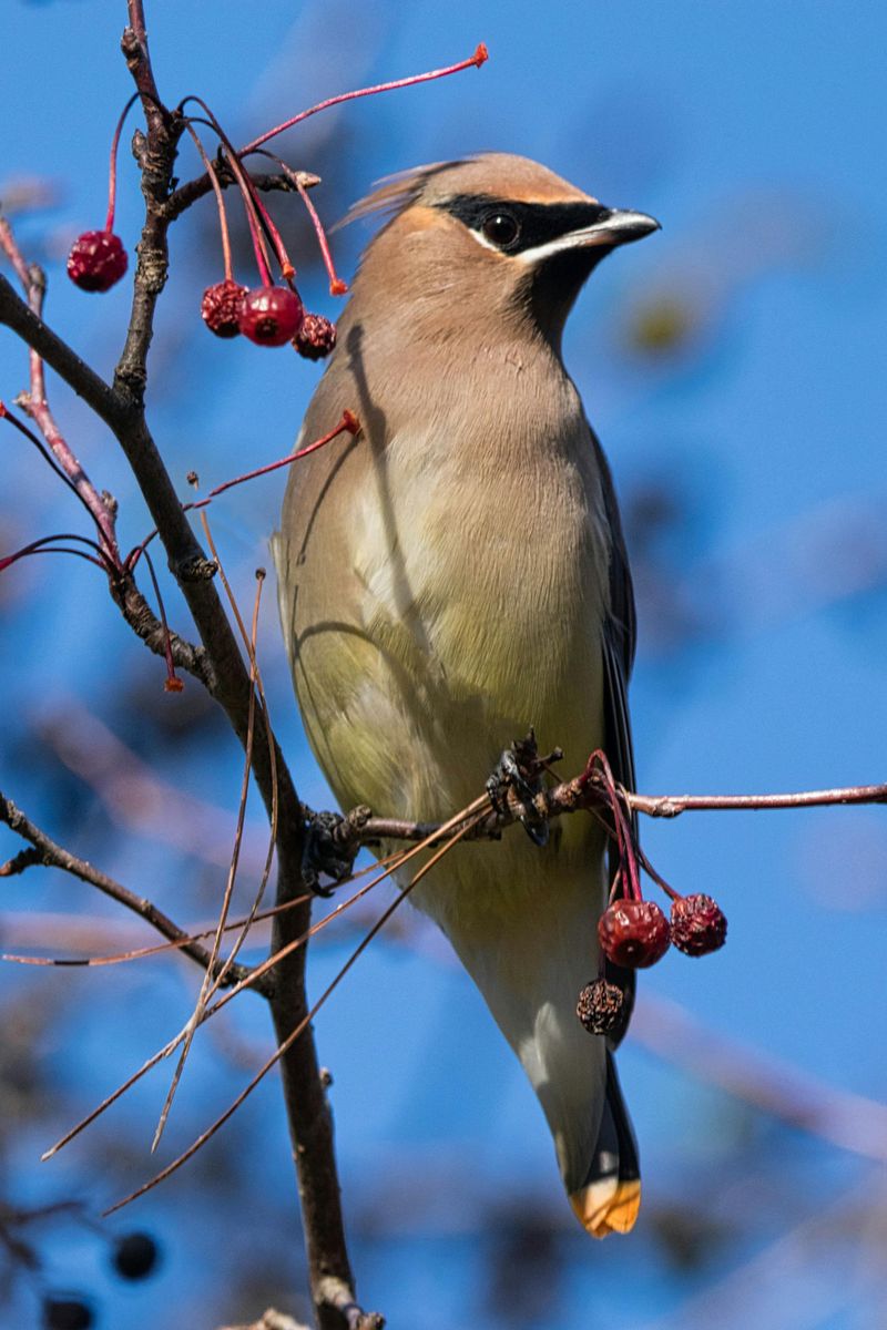 Cedar Waxwing