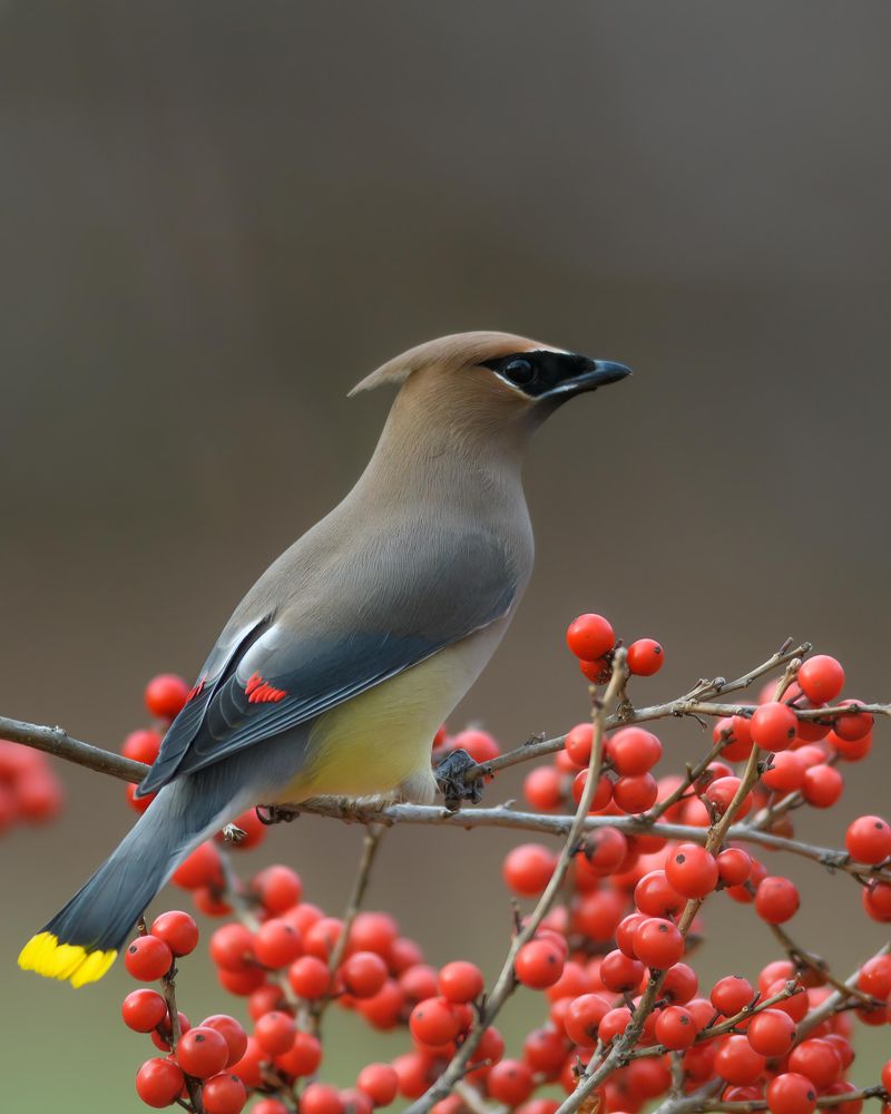 Cedar Waxwing