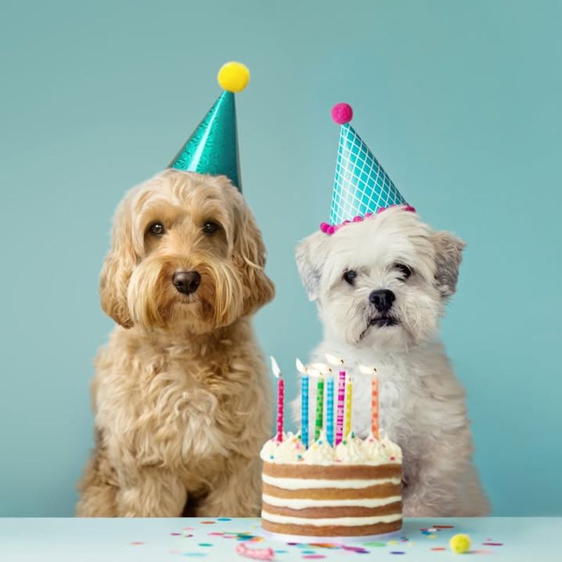 Celebrate Pet’s Birthday