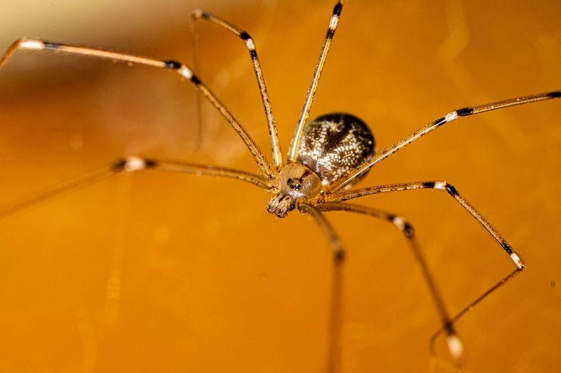 Cellar Spider