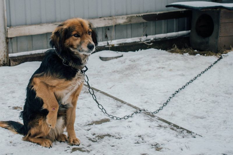 Chaining Dogs Outside