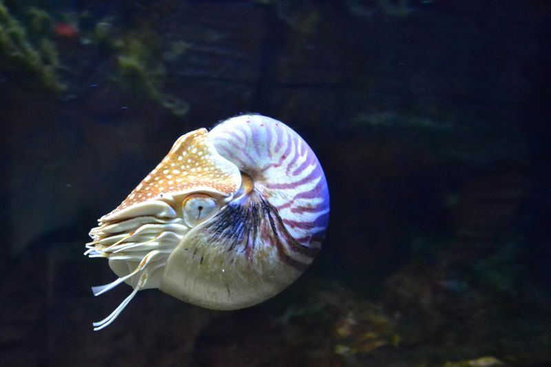 Chambered Nautilus