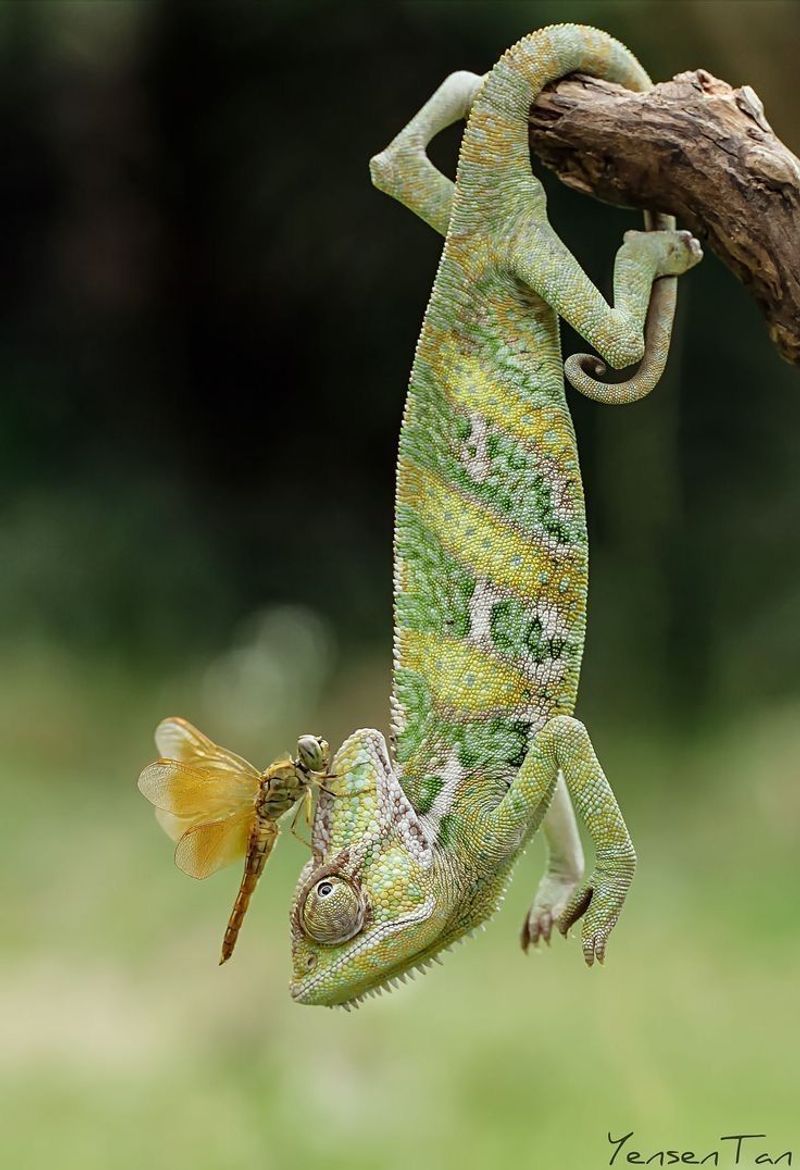 Chameleon