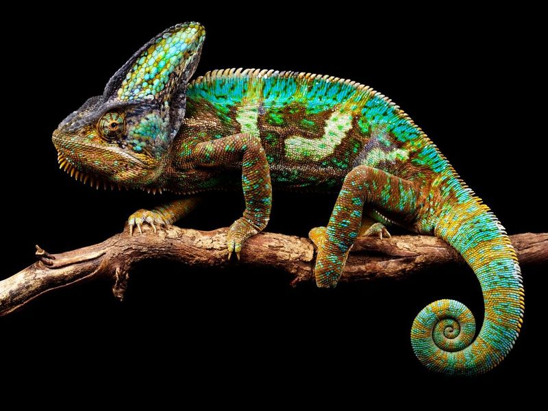 Chameleon