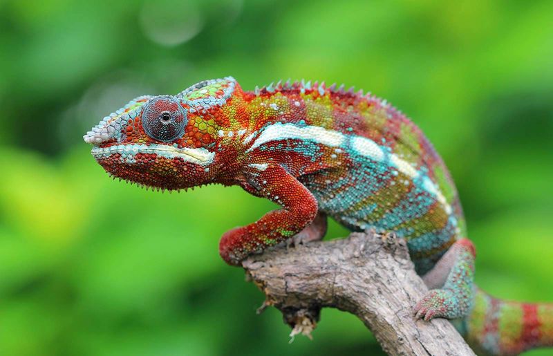 Chameleon