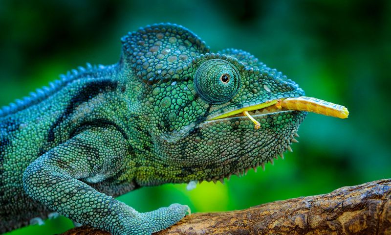 Chameleon